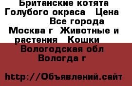 Британские котята Голубого окраса › Цена ­ 8 000 - Все города, Москва г. Животные и растения » Кошки   . Вологодская обл.,Вологда г.